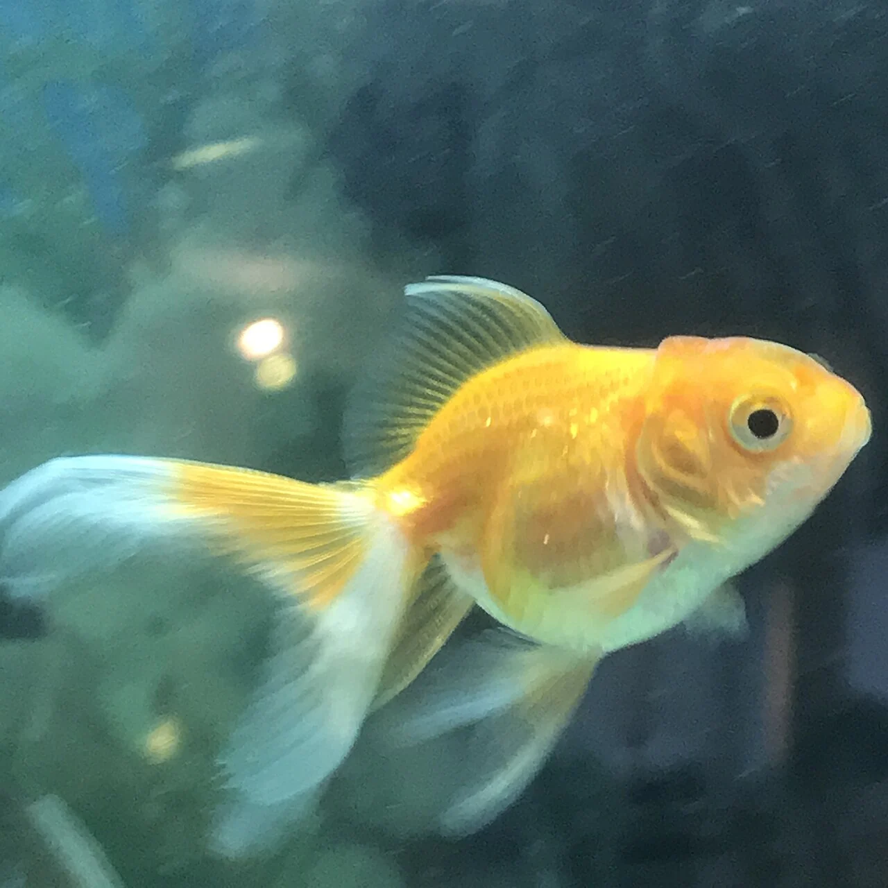 Gelber Goldfisch mit langen Flossen
