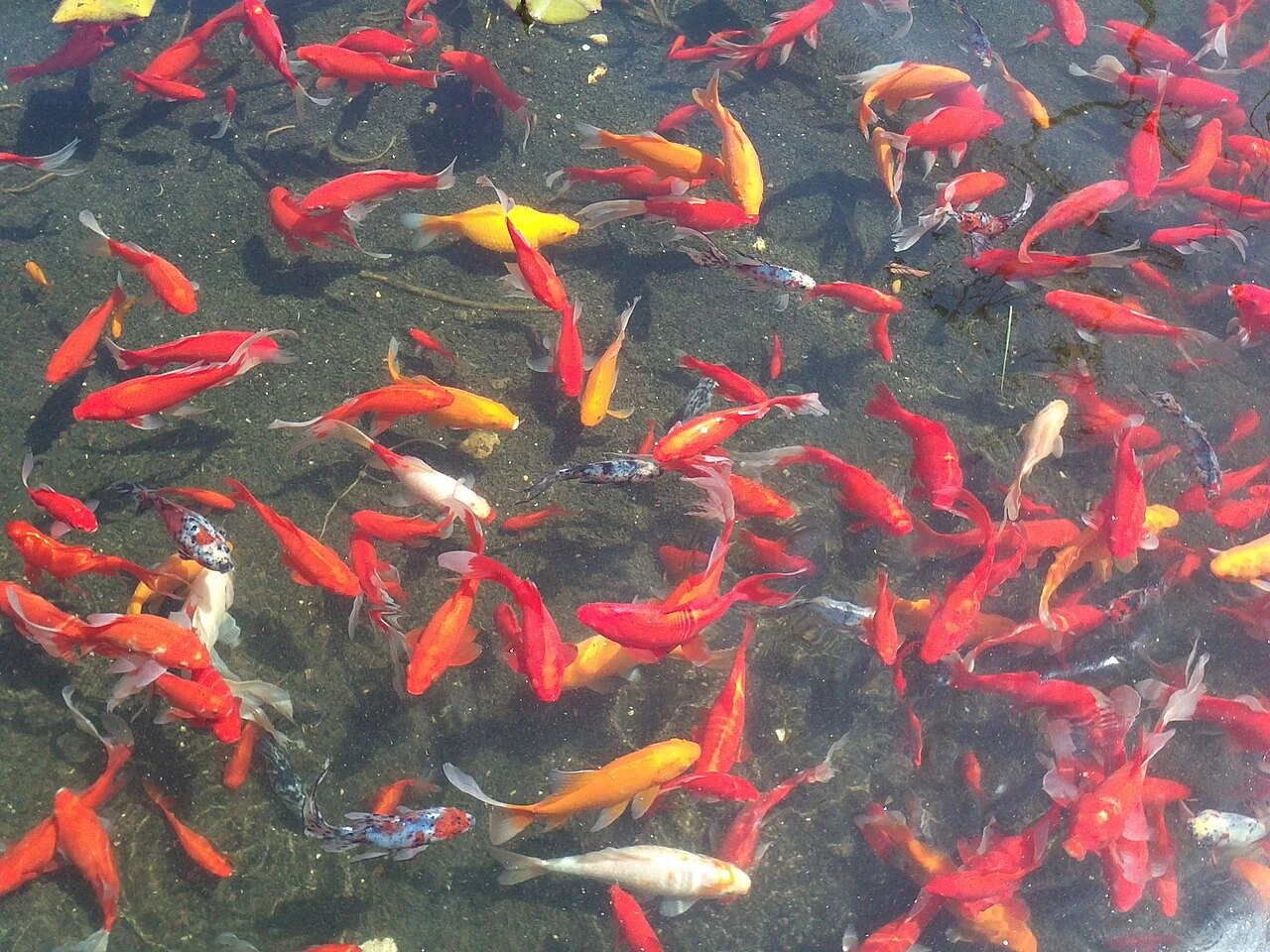 Gruppe rot und gelb gefärbter Goldfische im Teich