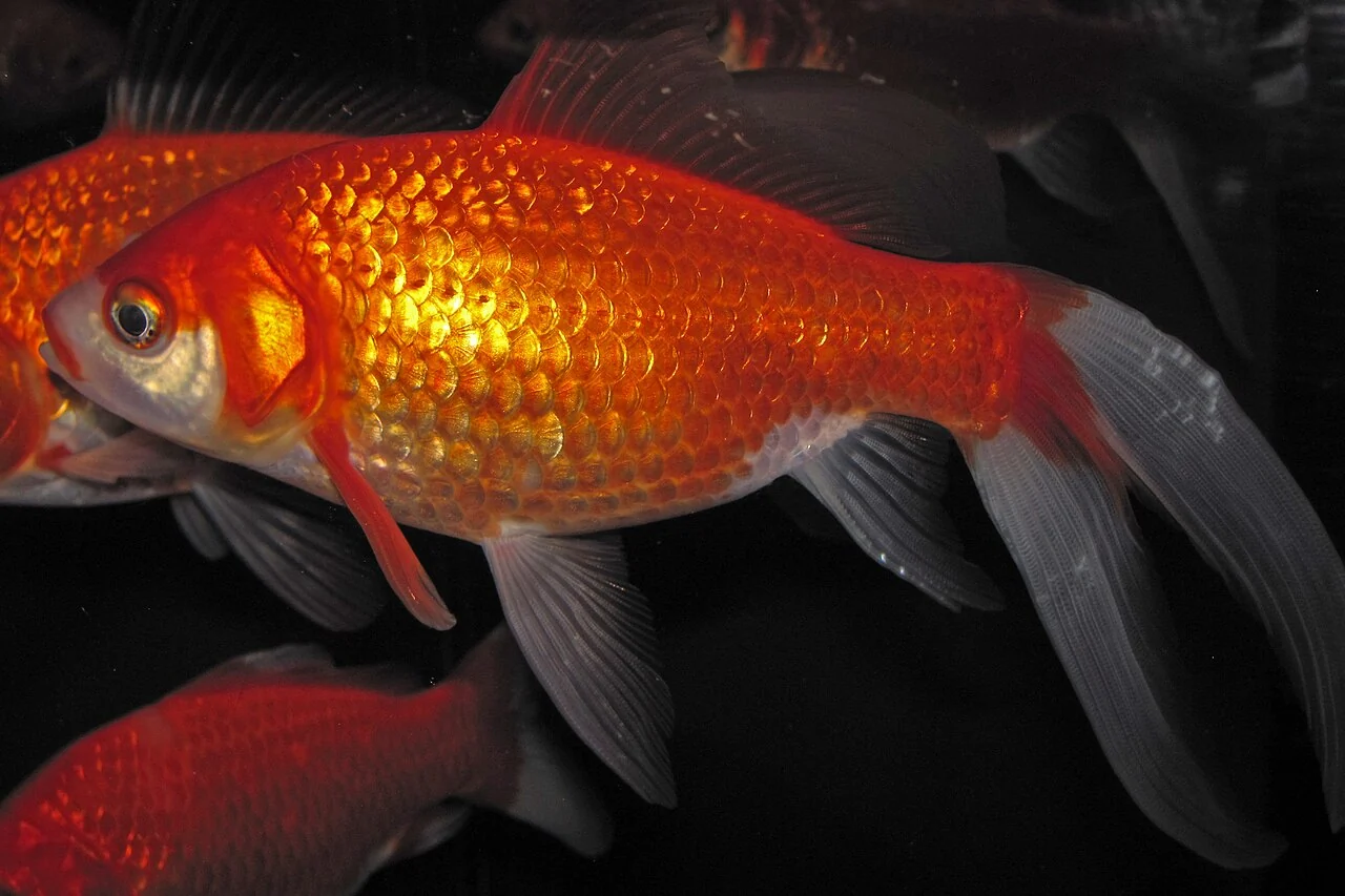 Roter Goldfisch im Profil
