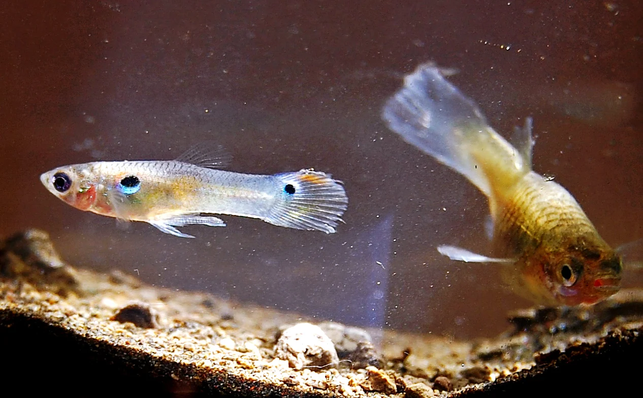 Wildfarbene Guppys über Kies