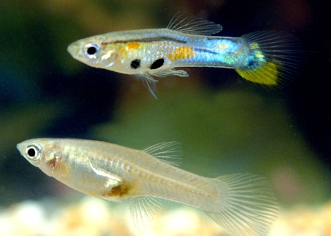 Männlicher und weiblicher Guppy mit unterschiedlicher Färbung