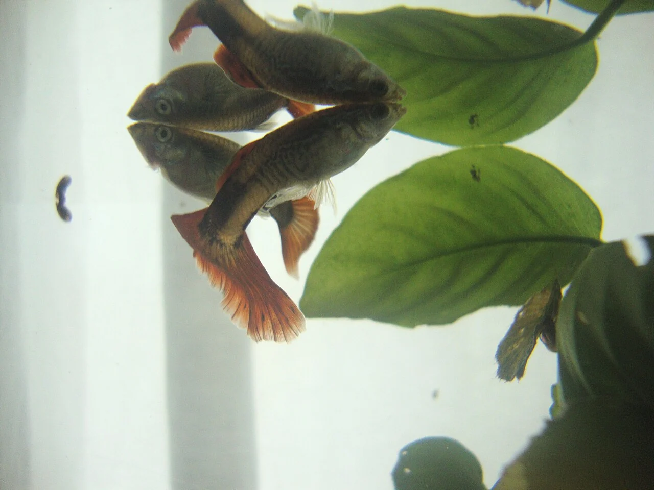 Guppys zwischen Wasserpflanzen