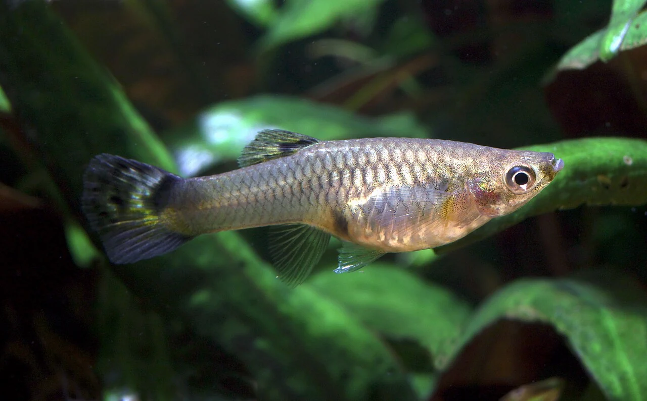 Weiblicher Guppy im Profil