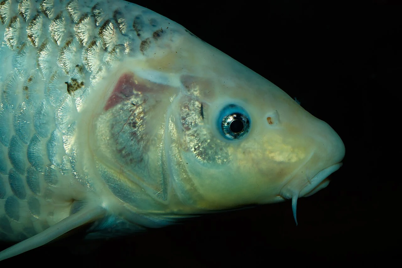 Heller Koi im Seitenprofil mit sichtbaren Bartfäden
