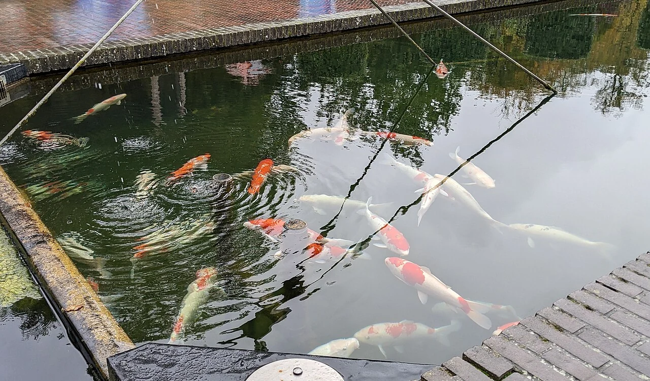 Koi-Gruppe in einem Gartenteich