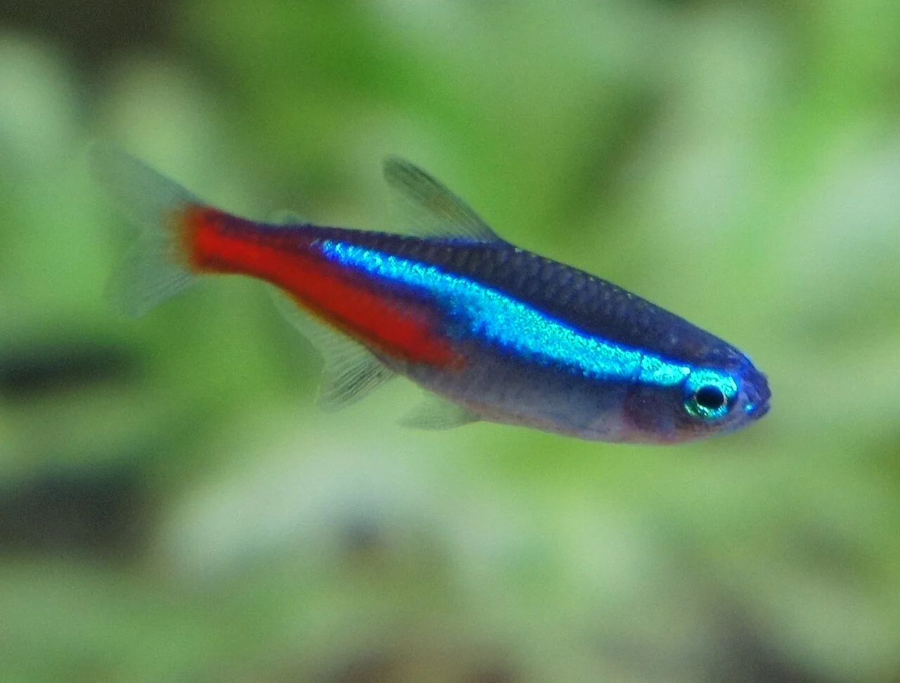 Neonsalmler schwimmt vor grünen Wasserpflanzen