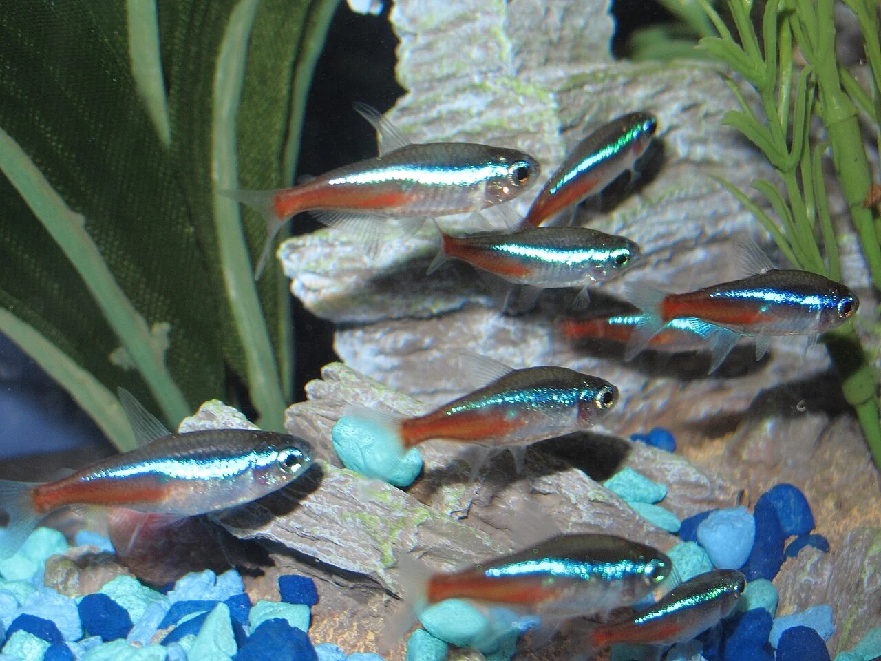 Gruppe von Neonsalmlern im Aquarium