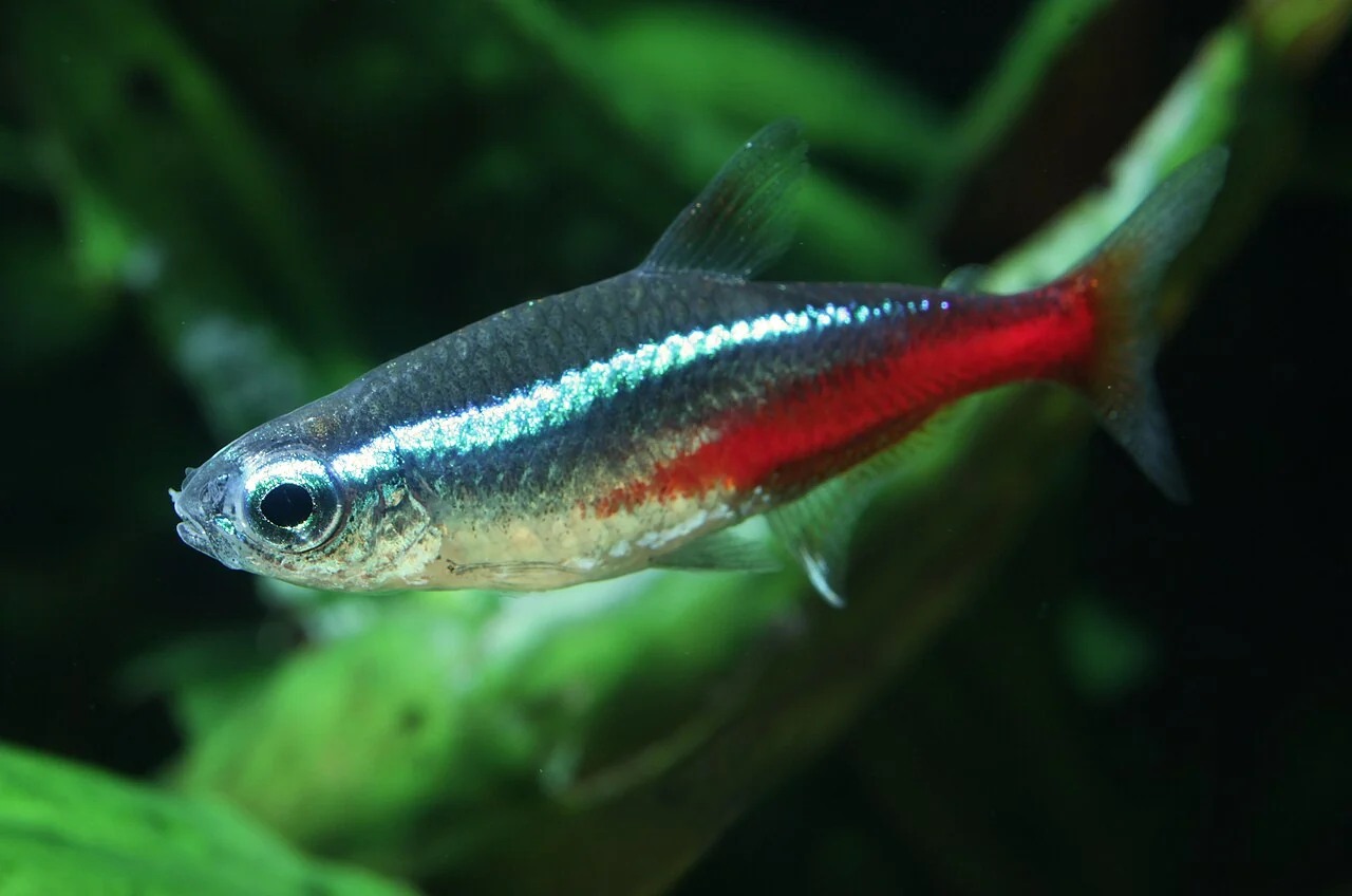 Neonsalmler mit blauem und rotem Streifen