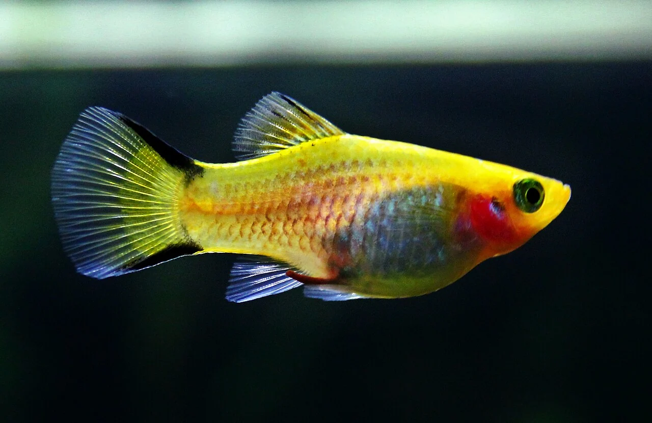 Gelber Platy im Seitenprofil