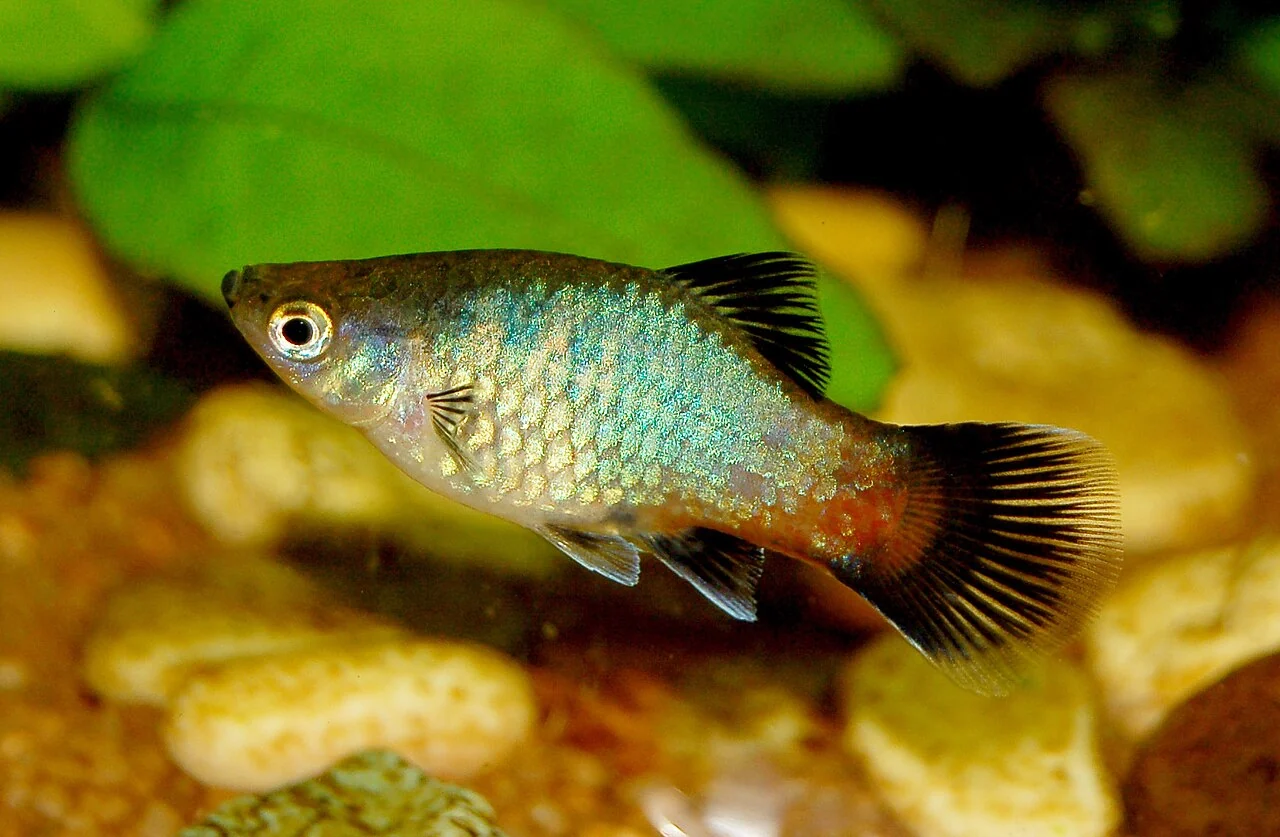 Mehrfarbiger weiblicher Platy
