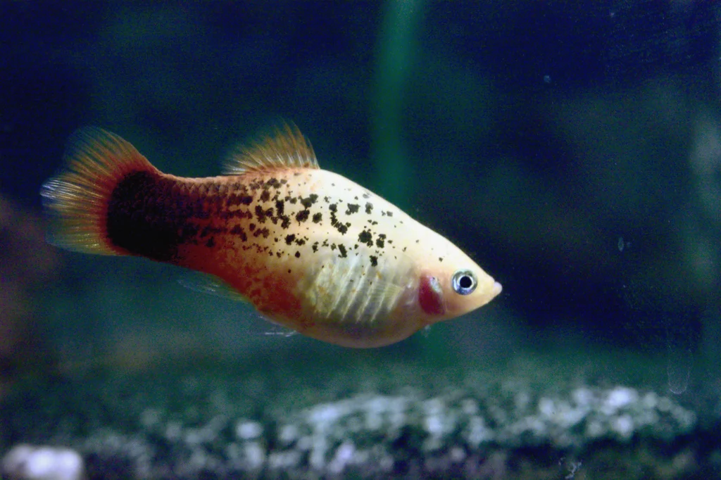 Weiß, orange und schwarz gezeichneter Platy
