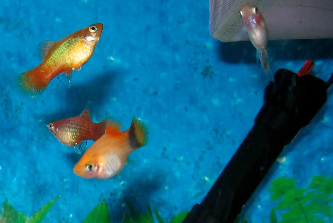 Gruppe weiblicher Platys im Aquarium