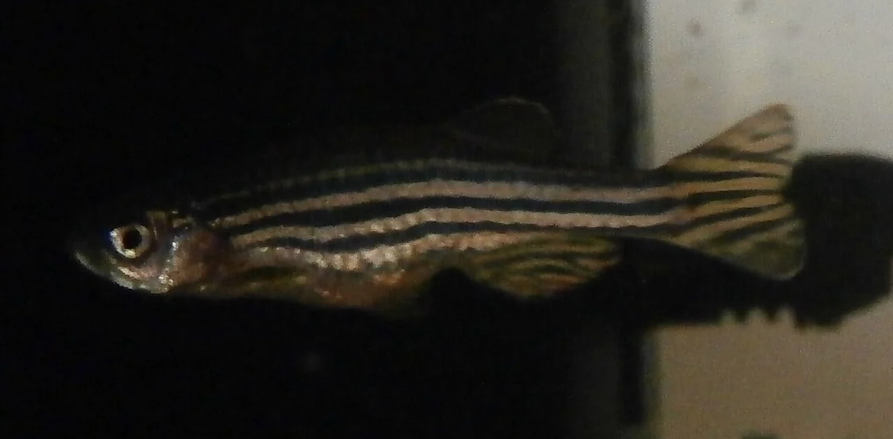 Striped zebrafish in profile