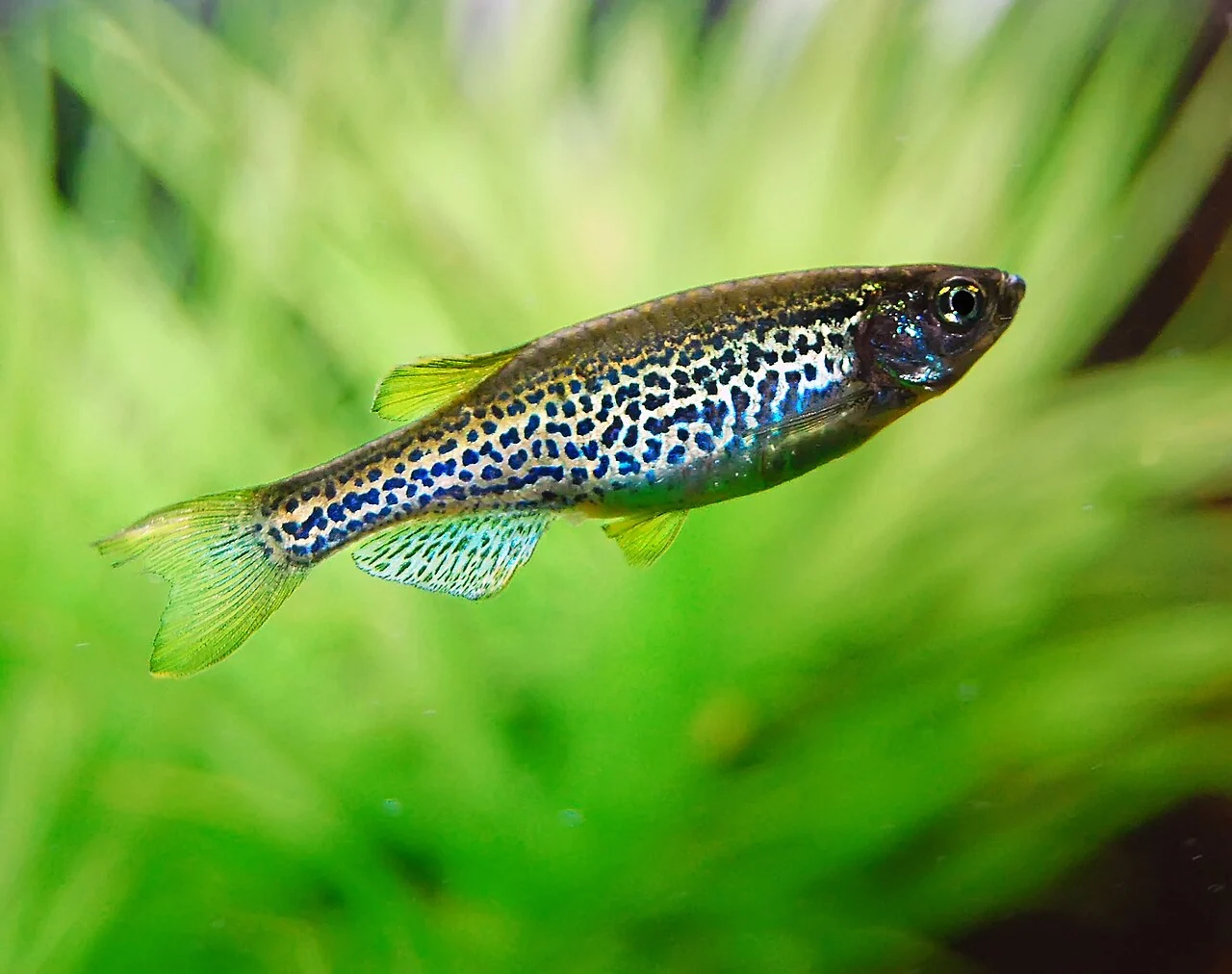Spotted leopard form of a zebrafish