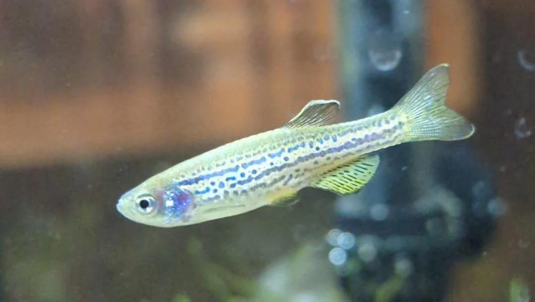 Pale leopard zebrafish in side view