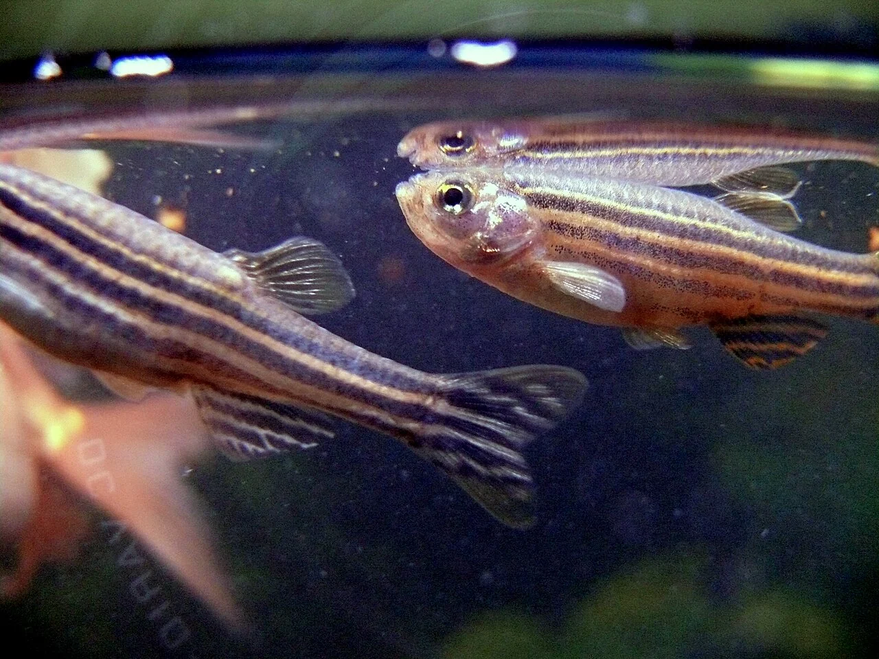 Zebrafish swimming near the water surface