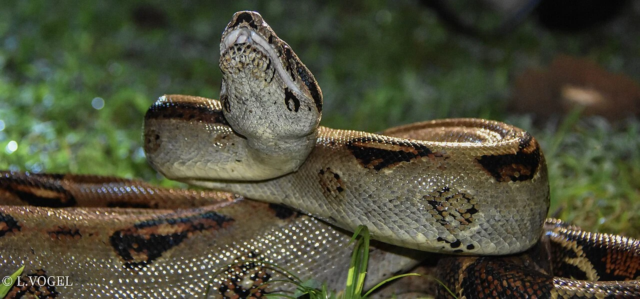 Head and body markings of a common boa in Costa Rica