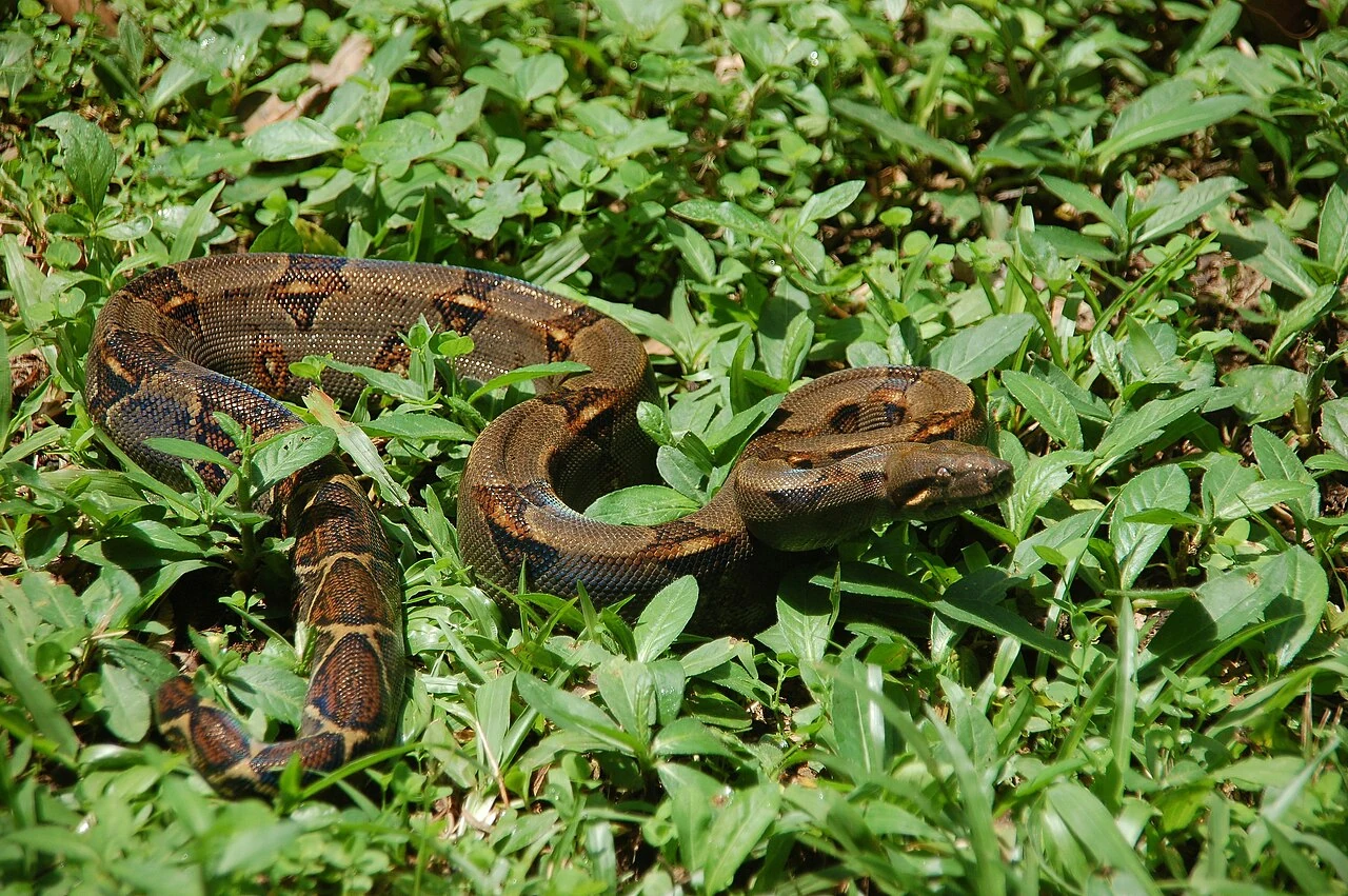 Common boa among green vegetation in Puerto Viejo, Costa Rica