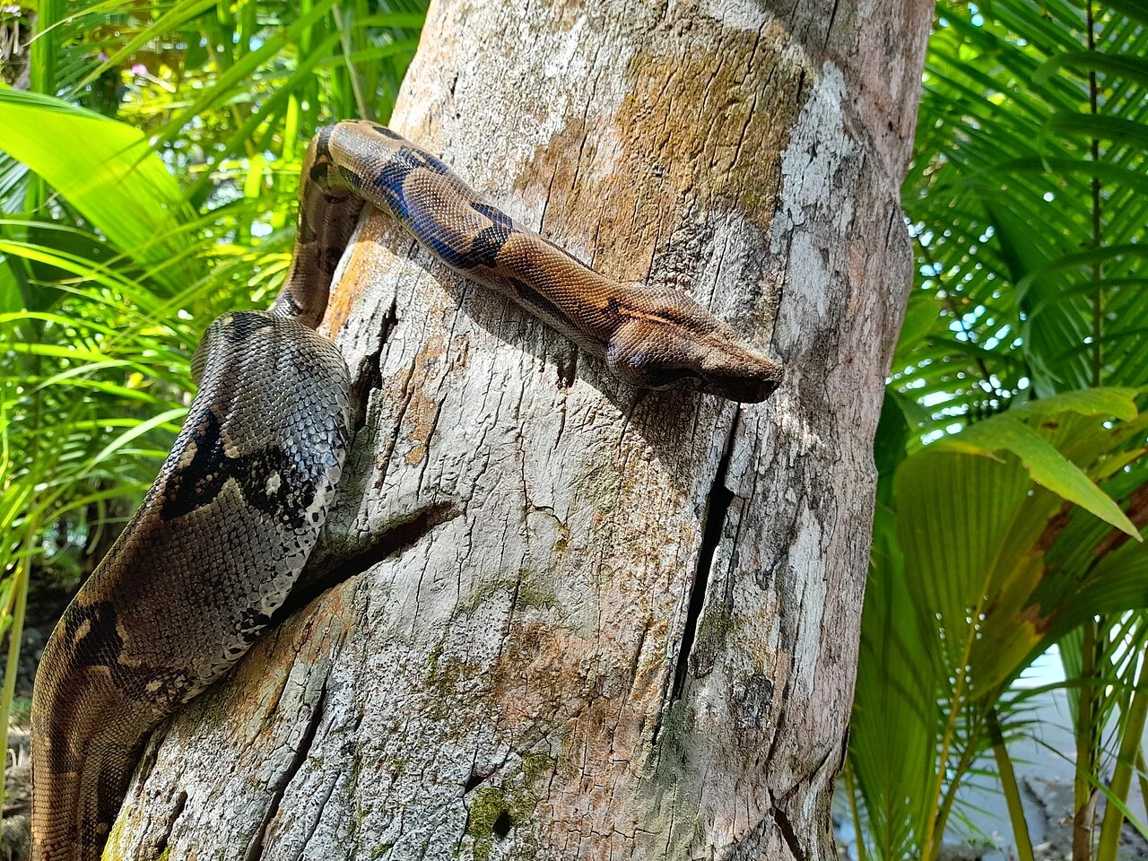 Common boa climbing a tree trunk