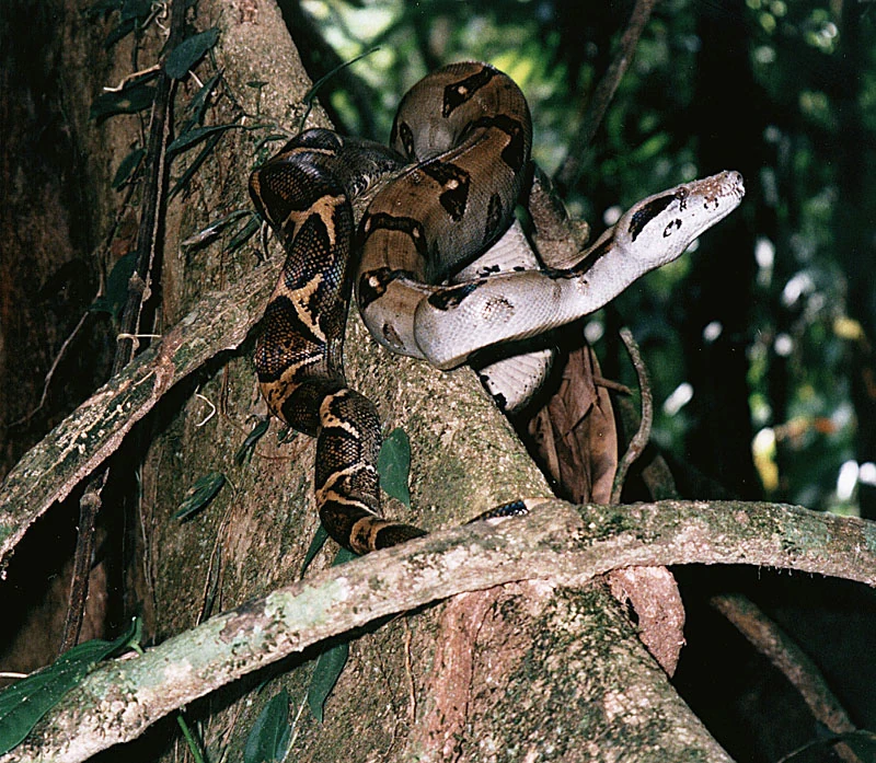 Common boa around a tree trunk and branch in Costa Rica