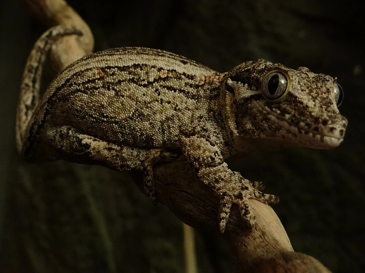 Grey-patterned gargoyle gecko on a branch