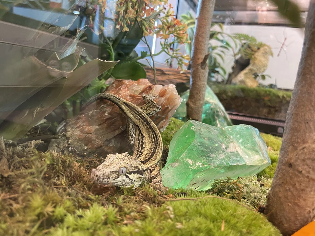 Gargoyle gecko among plants and furnishings in a display enclosure