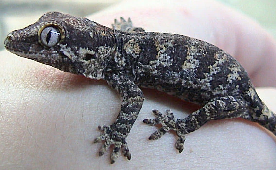 Small dark-patterned gargoyle gecko supported on a hand
