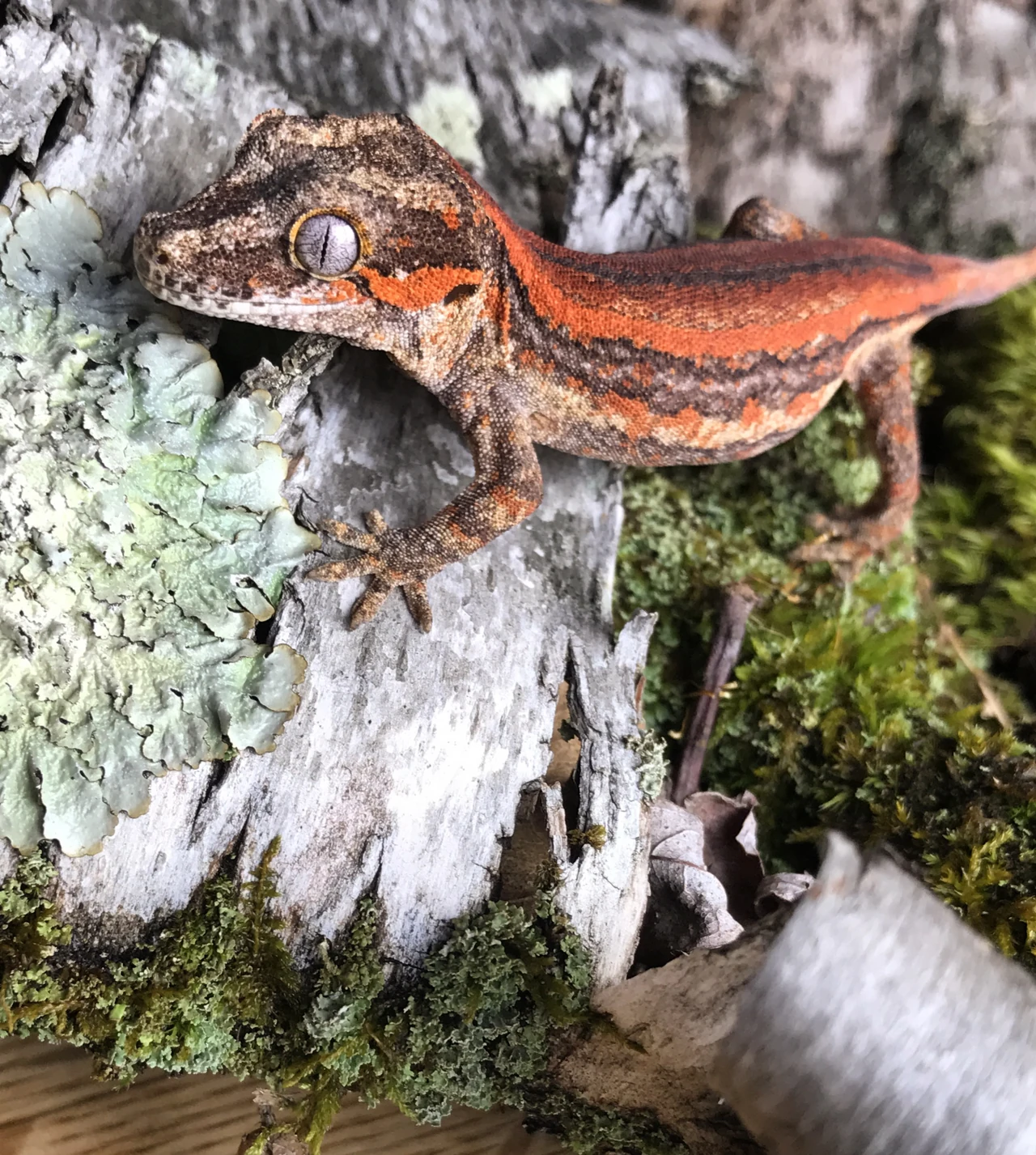 Red-striped gargoyle gecko on lichen-covered bark