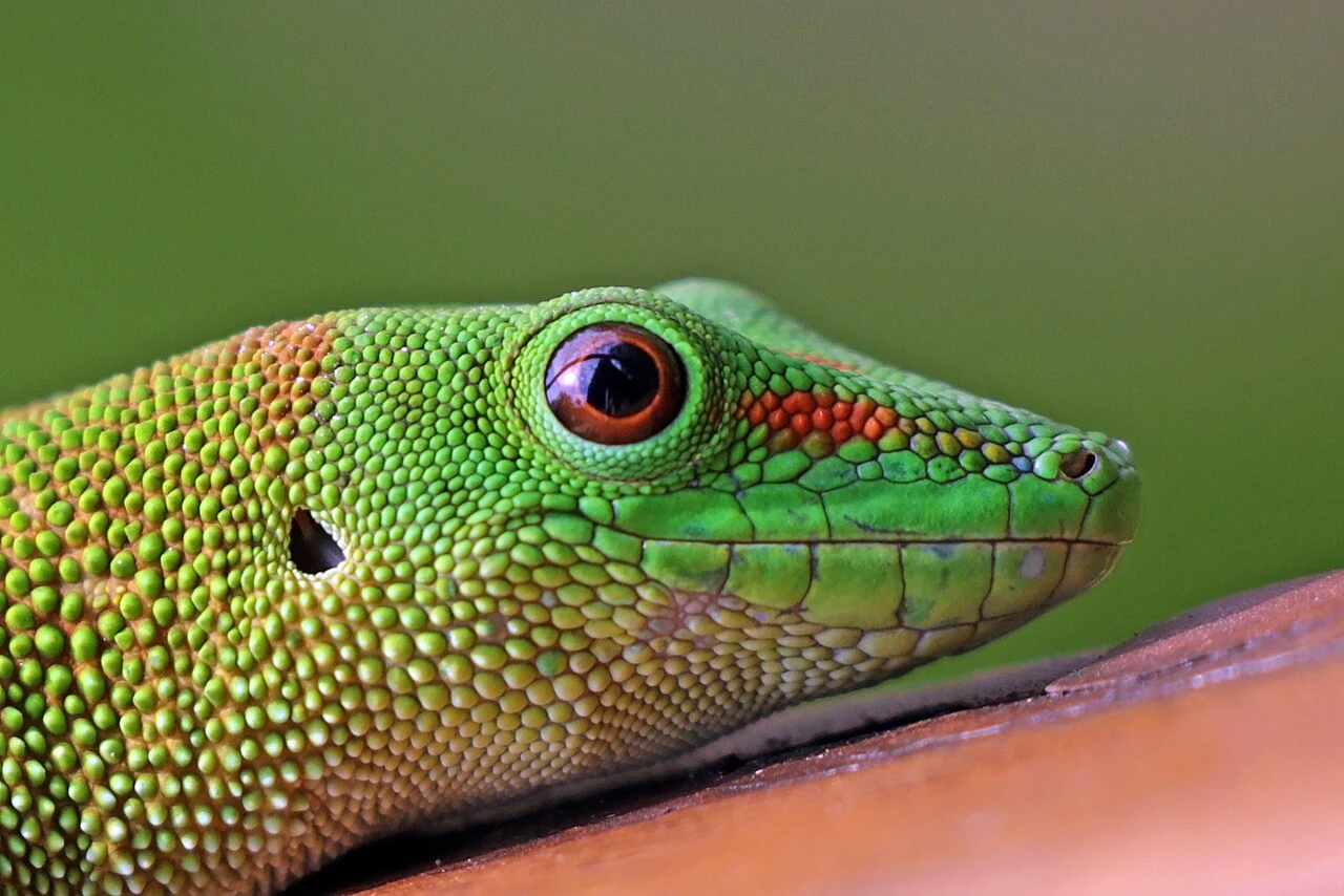 Kopf eines Großen Madagaskar-Taggeckos mit roter Zeichnung zwischen Auge und Nase