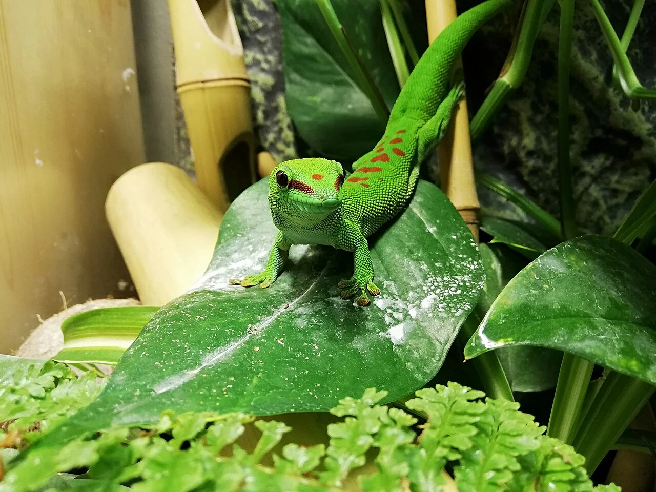 Großer Madagaskar-Taggecko zwischen Blättern und Bambus im Terrarium
