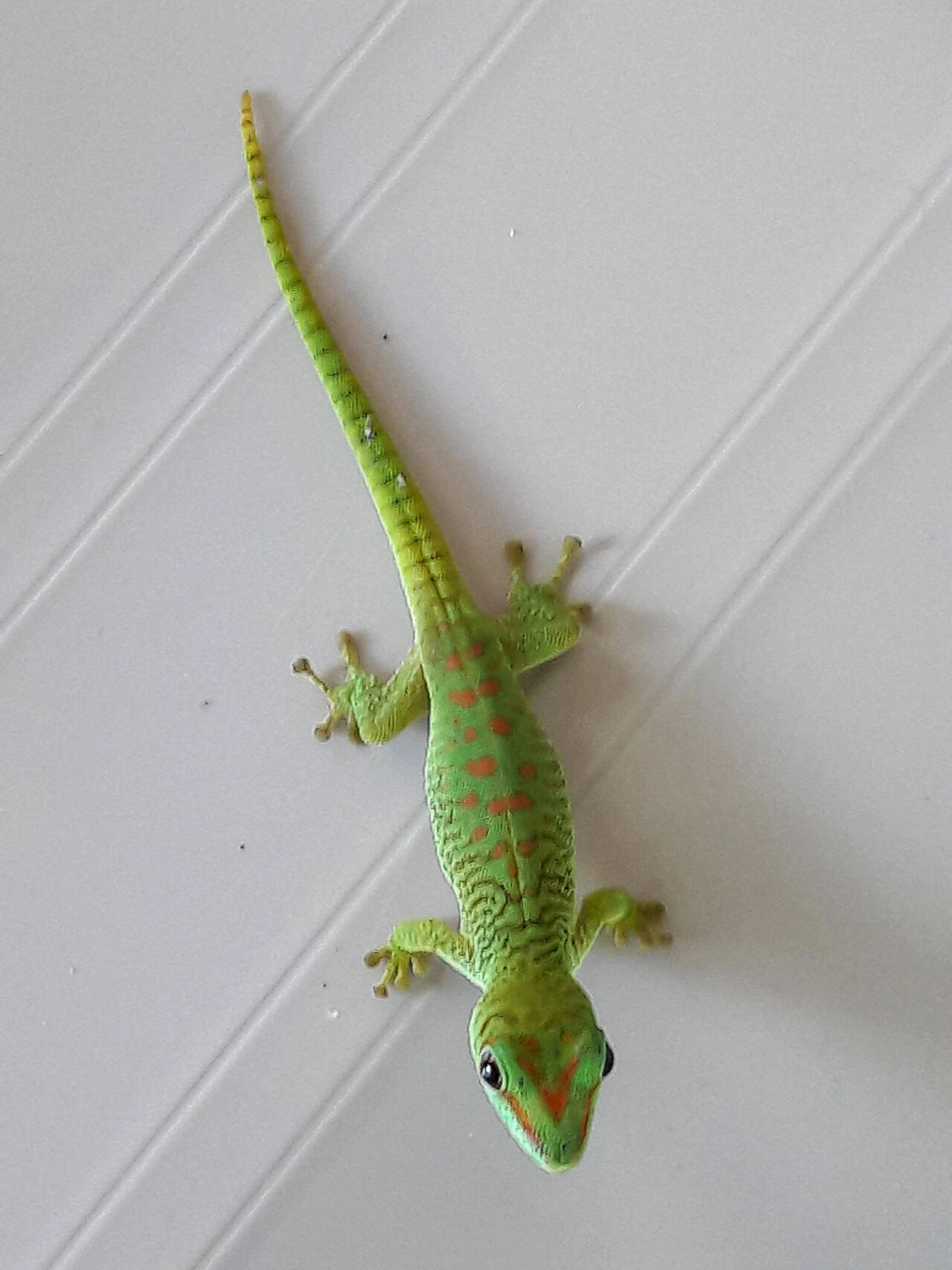 Junger Großer Madagaskar-Taggecko mit gespreizten Zehen auf einer glatten Fläche