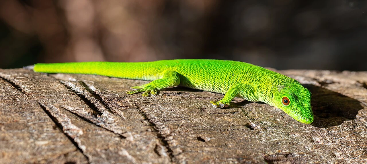 Großer Madagaskar-Taggecko auf einem Baumstamm auf Nosy Komba
