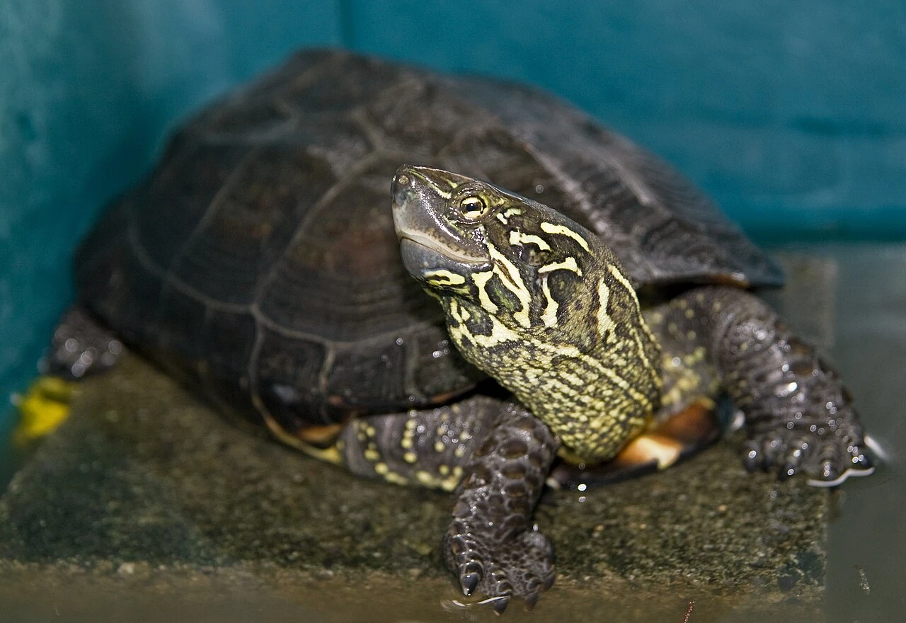 Reeves’ turtle with pale head markings at the water’s edge