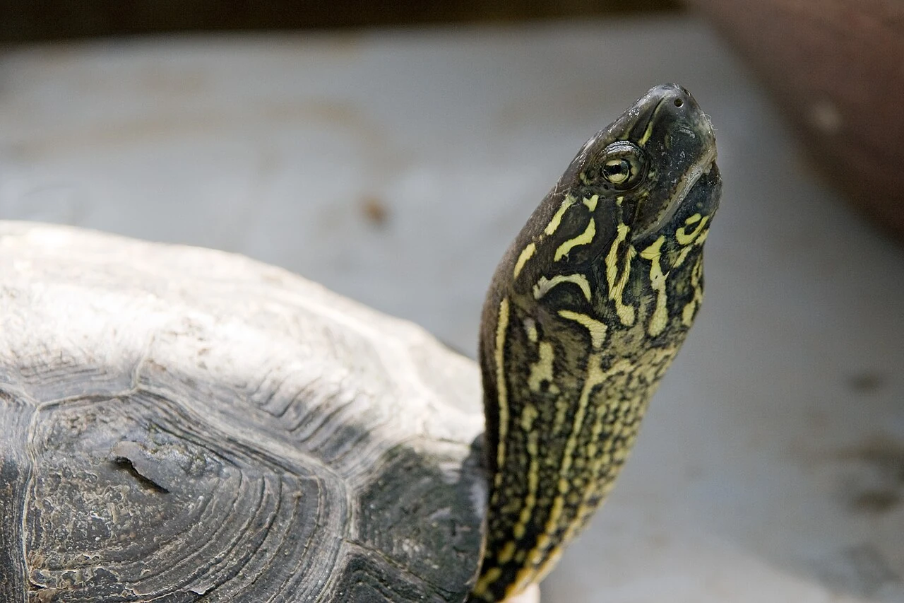 Close view of the head and neck of a Reeves’ turtle