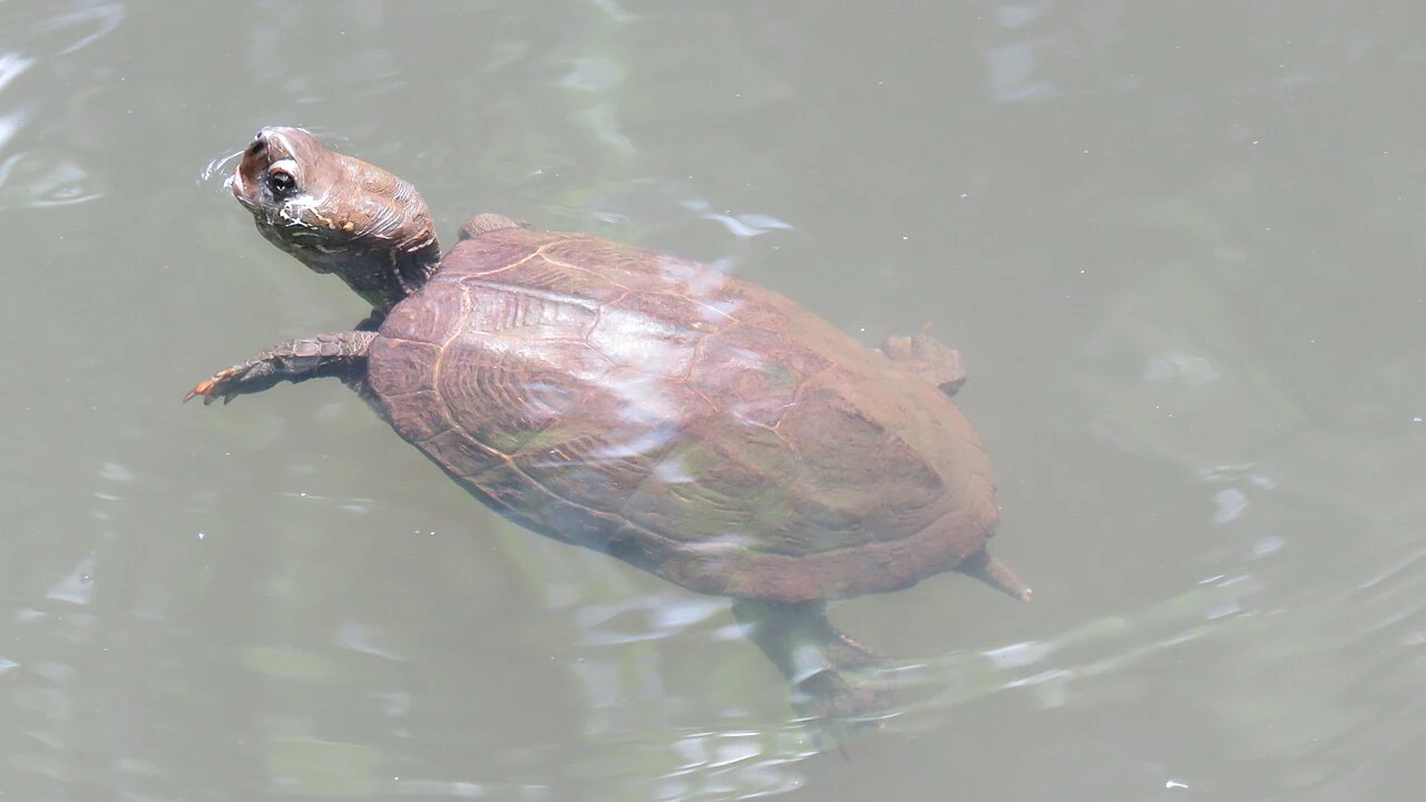 Reeves’ turtle at the water surface in Tokyo