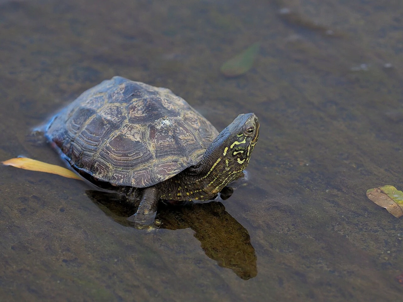 Reeves’ turtle in shallow water with visible shell keels
