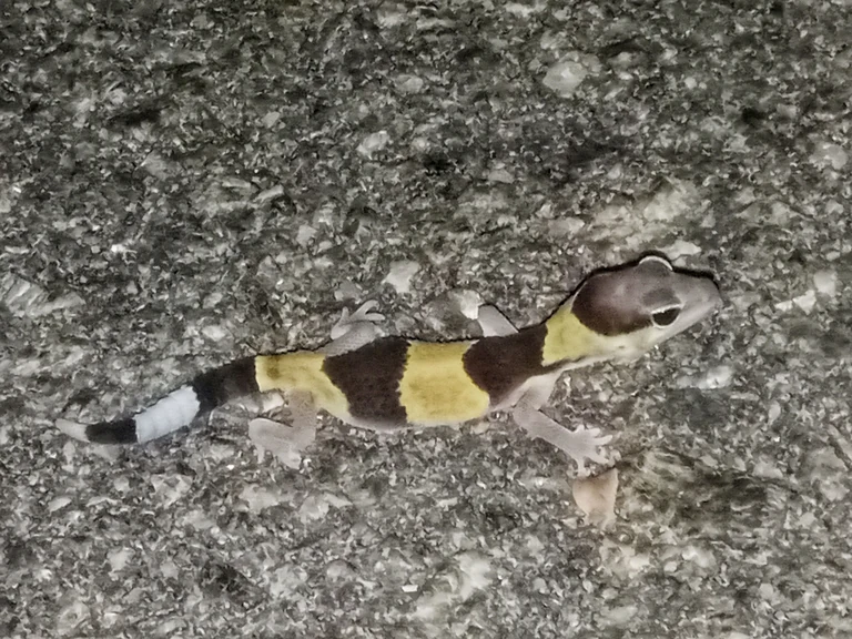 Gecko à queue grasse aux bandes claires sur un sol naturel.