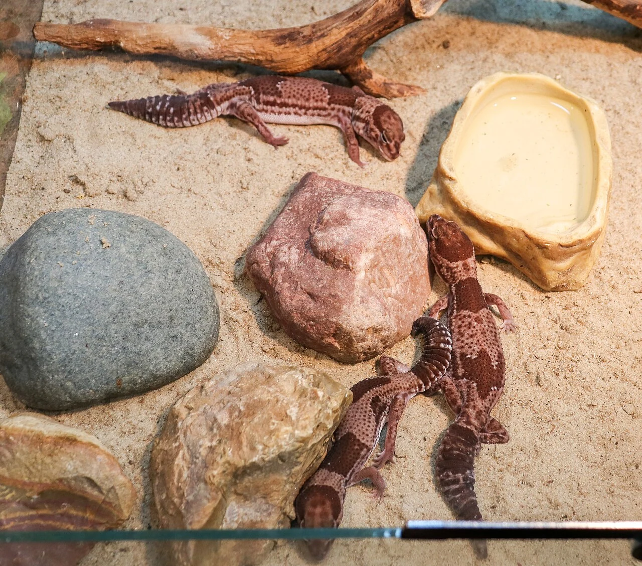 Geckos à queue grasse entre des pierres dans une installation de zoo.