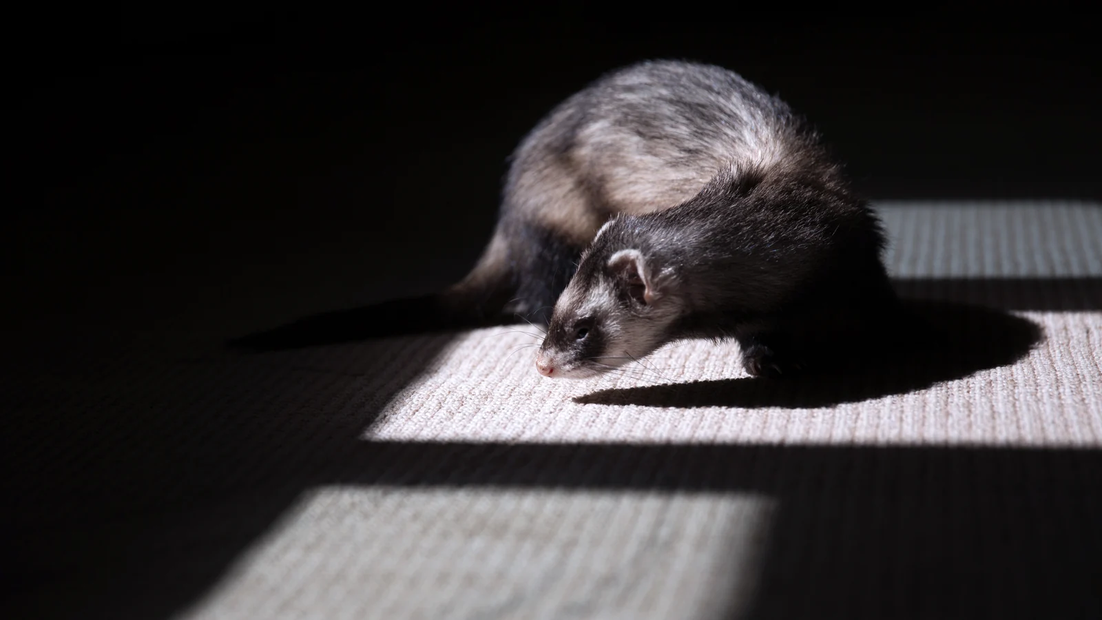 Un hurón explora una alfombra a la luz que entra por una ventana.