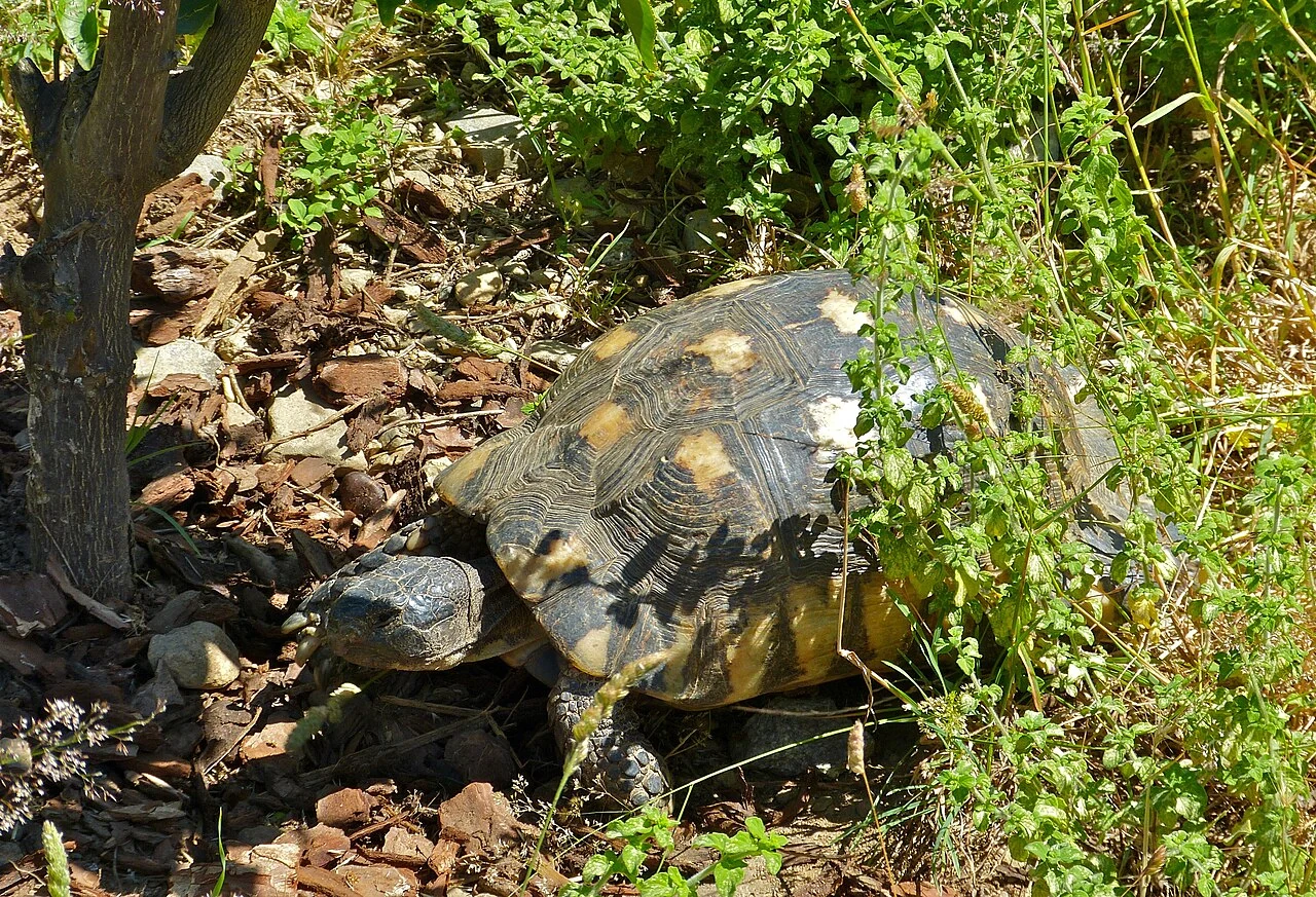 Tortuga marginada a la sombra entre plantas y hojas.
