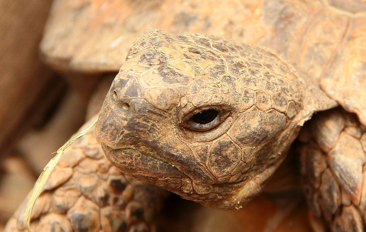 Primer plano de la cabeza de una tortuga marginada.