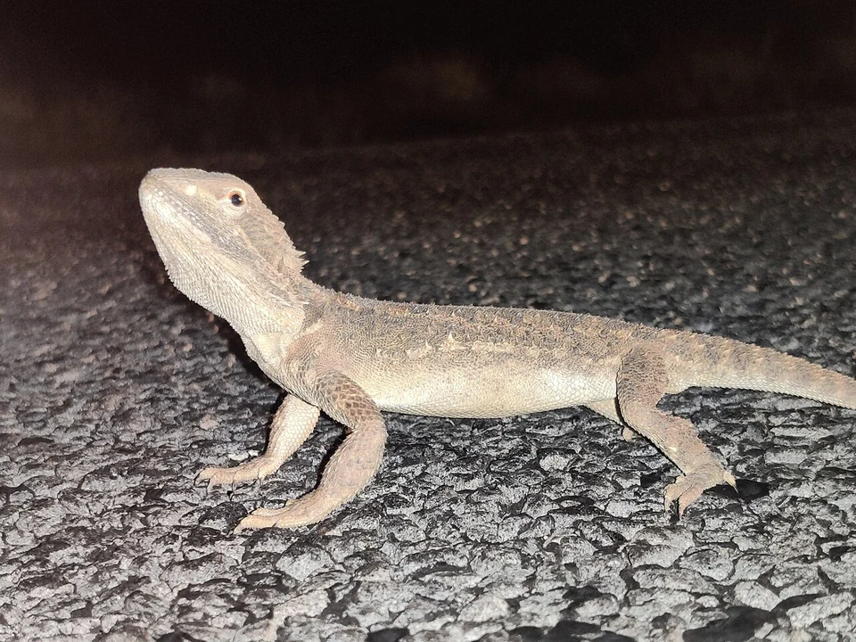 日が暮れた後の道路にいるローソンアゴヒゲトカゲ。