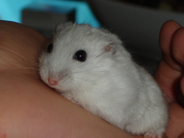 A pale winter white dwarf hamster on a hand, seen at an angle from the front.