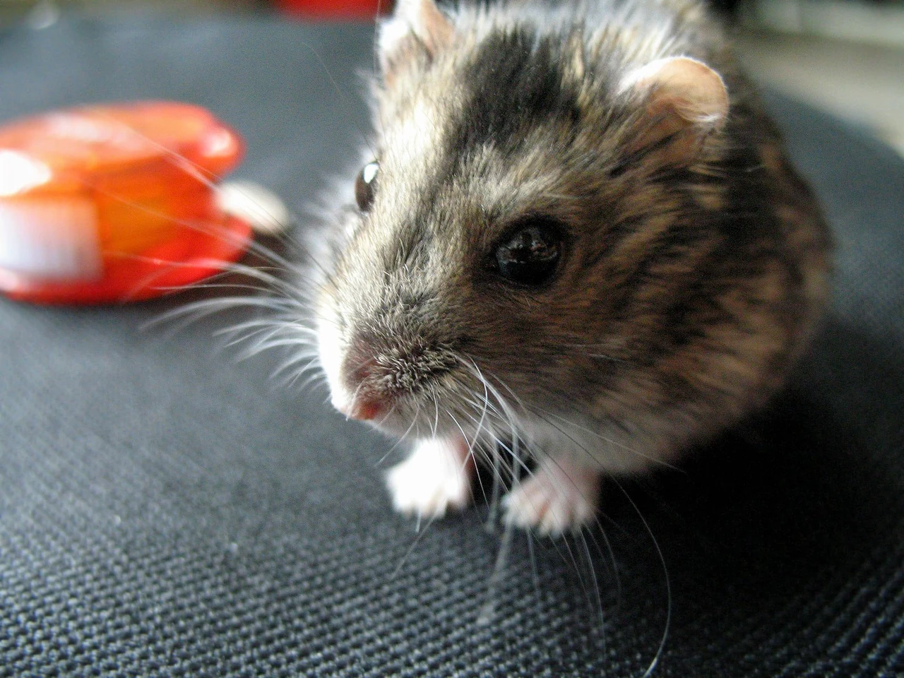 Close view of a grey-brown winter white dwarf hamster on dark fabric.