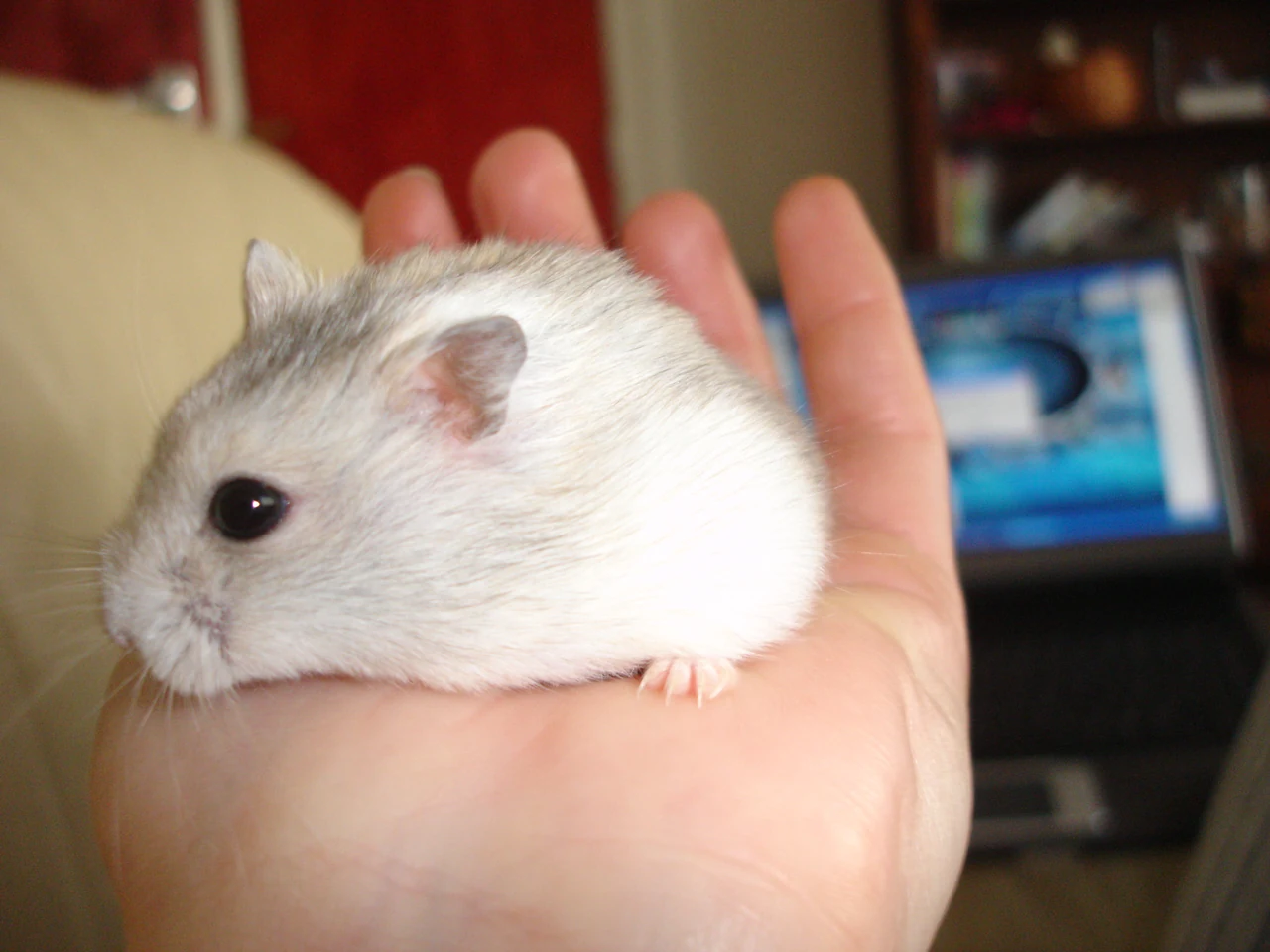 Side view of a pale winter white dwarf hamster resting on an open hand.