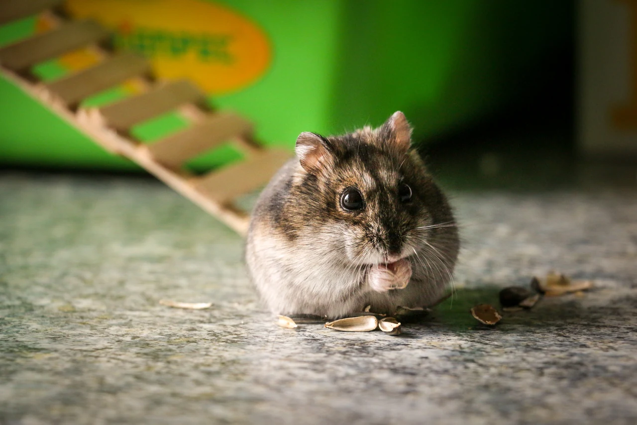 A dark winter white dwarf hamster holding a seed between its front paws.